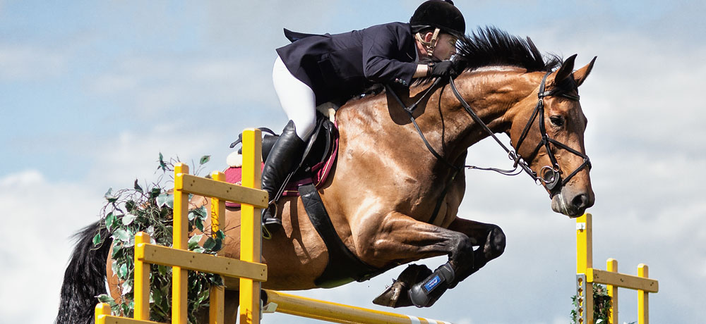 Zarcon Equine Services Zarcon Equine Services